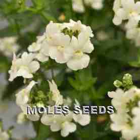 Nemesia F1 Tiny Treasure White (pellets)