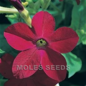 Nicotiana F1 Avalon Red (pellets)