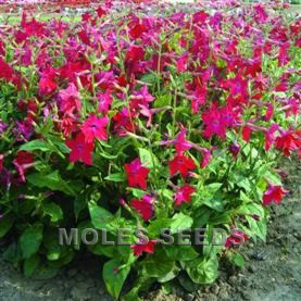 Nicotiana F1 Perfume Red (pellets) - Nicotiana x sanderae