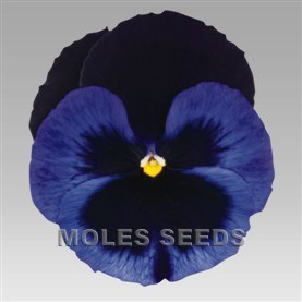 Pansy F1 Inspire Blue Velvet