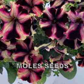 Petunia F1 Can Can Harlequin BurgundyYellow (pellets)