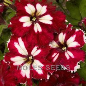 Petunia F1 Can Can Harlequin Burgundy (pellets)
