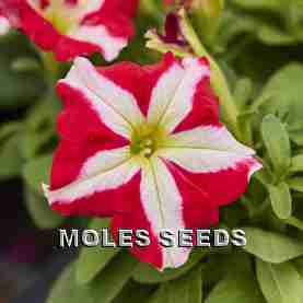 Petunia F1 Limbo Red Star (pellets)