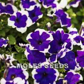 Petunia F1 Mambo Blue Picotee (pellets)