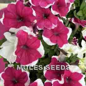 Petunia F1 Mambo Rose Picotee (pellets)