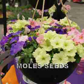 Petunia F1 Mambo Pastel Mixed (pellets)