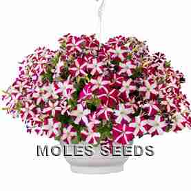 Petunia F1 Success Magenta Star (pellets)