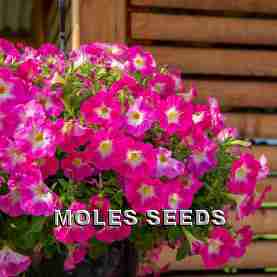 Petunia F1 Success Pink Morn (pellets)