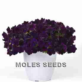 Petunia F1 Easy Wave Navy Velour (pellets)