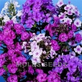 IG_ 100Pcs Mixed Color Phlox Paniculata Seeds Hummingbird Flower Garden Decor St
