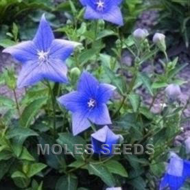 Platycodon Grandiflora Blue