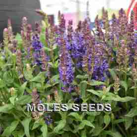 Salvia Zenith Deep Blue