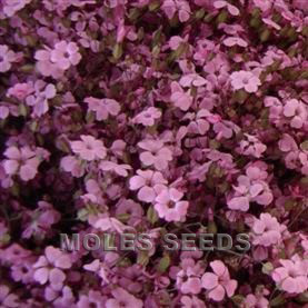 Saponaria vaccaria Pink Beauty
