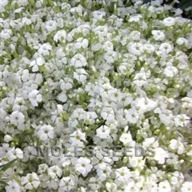Saponaria Vaccaria White