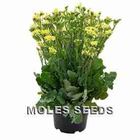 Statice Hipster Yellow