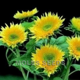 Sunflower F1 Starburst Lemon Aura