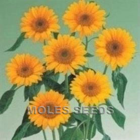 Sunflower F1 Sunrich Gold