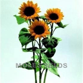 Sunflower F1 Sunrich Orange