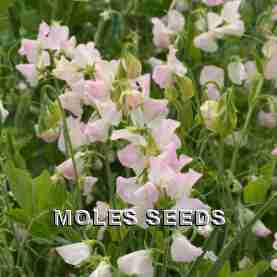 Sweet Pea Spring Sunshine Blush