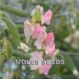 Sweet Pea Spring Sunshine Champagne