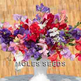 Sweet Pea King Size Mixed