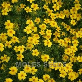 Tagetes Lemon Gem