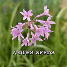 Tulbaghia violacea