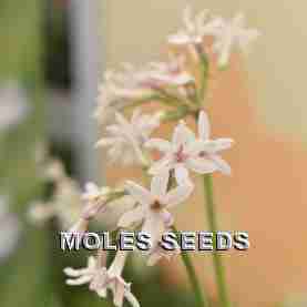 Tulbaghia violacea Alba