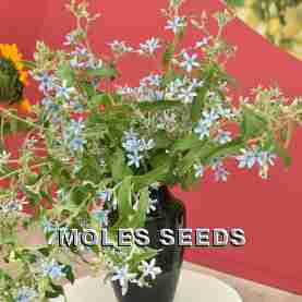 Tweedia coerulea Tweedy Blue