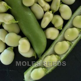 Broad Bean Monica