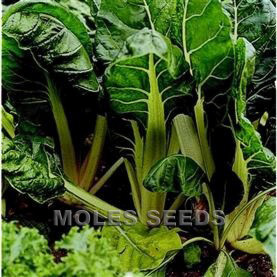 Beet Leaf Swiss Chard White Silver