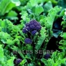 Broccoli Purple Sprouting F1 Claret