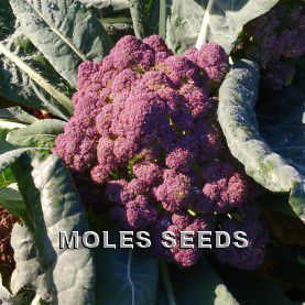 Broccoli Purple Sprouting F1 Purple Rain