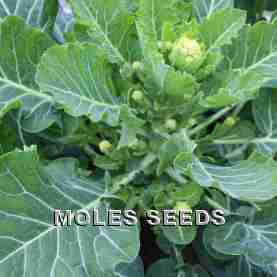 Broccoli White Sprouting White Eye