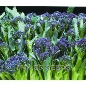 Broccoli Purple Sprouting Summer Purple