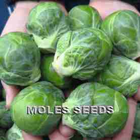 Brussels Sprout F1 Marte