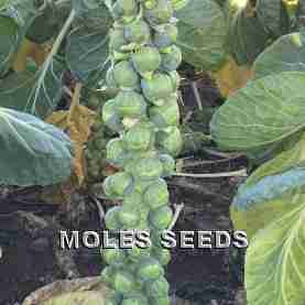Brussels Sprout F1 Brodick (precision)