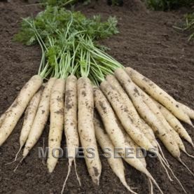 Carrot F1 White Satin