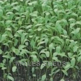 Buy common plain cress (Lepidium sativum) cress common plain: £1.99  Delivery by Crocus