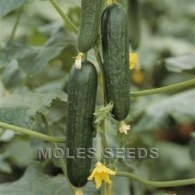 Cucumber F1 Passandra