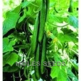 Cucumber F1 Femspot