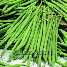 Dwarf French Bean Nautica