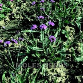 Verveine rigide violet mauve - Verbena venosa