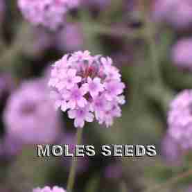 Verbena Polaris Pearl