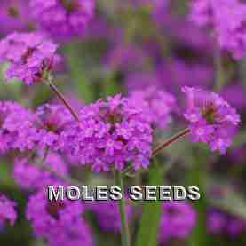 Verbena Polaris Purple