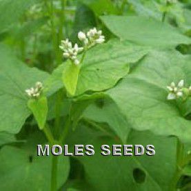 Green Manure Buckwheat