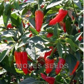 Hot Pepper F1 Apache