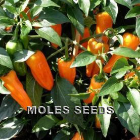 20 Orange Cheyenne Chilli Seeds HOT SHU 30k-50k