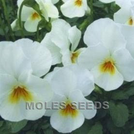 Viola F1 Sorbet White