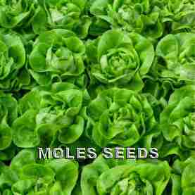 Lettuce Carter (split pills)